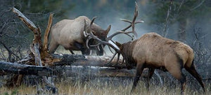 elliottsoutdoor.store - fighting elk